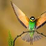 Bee-eater hd pics