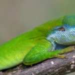 Green Anole high definition wallpapers