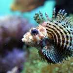 Lionfish high quality wallpapers