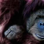 Orangutan widescreen