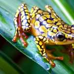 Poison Dart Frog PC wallpapers