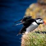 Puffin free download