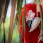 Red-and-green Macaw photo