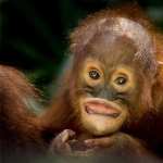 Orangutan background