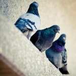 Pigeon download wallpaper