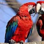 Red-and-green Macaw wallpapers hd