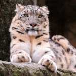 Snow Leopard hd