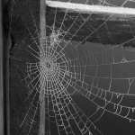 Spider Web free download