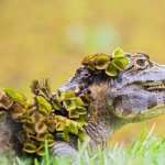 Alligator images
