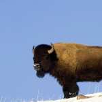 American Bison new wallpapers