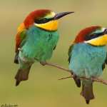 Bee-eater high definition wallpapers
