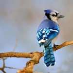 Blue Jay pic