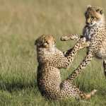 Cheetah free