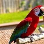 Red-and-green Macaw high definition wallpapers