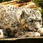 Snow Leopard pics