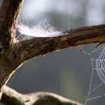Spider Web wallpapers for android