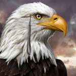 Bald Eagle hd desktop