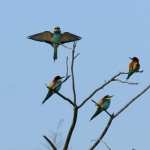 Bee-eater hd wallpaper