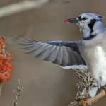 Blue Jay wallpapers for iphone