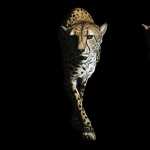 Cheetah wallpapers for desktop