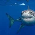 Great White Shark wallpapers