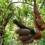 Orangutan hd pics