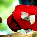 Red-and-green Macaw desktop wallpaper