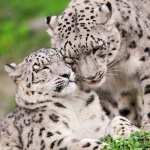 Snow Leopard new wallpapers