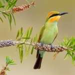 Bee-eater hd