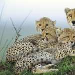 Cheetah background