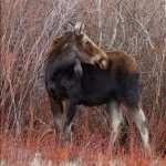 Moose photos