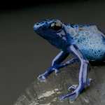 Poison Dart Frog desktop wallpaper