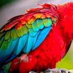 Red-and-green Macaw hd