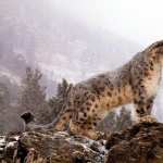 Snow Leopard free wallpapers