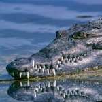 Alligator hd photos