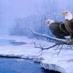 Bald Eagle high quality wallpapers