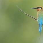 Bee-eater pic