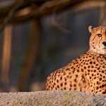 Cheetah wallpapers for android