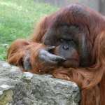 Orangutan 1080p