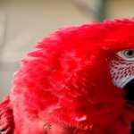 Red-and-green Macaw pic