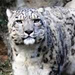 Snow Leopard high definition photo