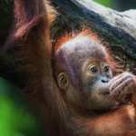 Orangutan free download