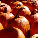 Pumpkin download wallpaper