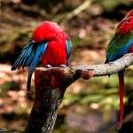 Red-and-green Macaw 1080p
