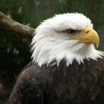 Bald Eagle images