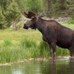 Moose free