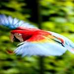 Red-and-green Macaw image