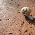 Snail high quality wallpapers