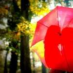 Umbrella Photography photo