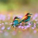 Bee-eater free